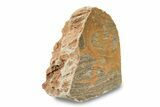 Polished Mesoproterozoic Stromatolite (Conophyton) - Australia #239953-1